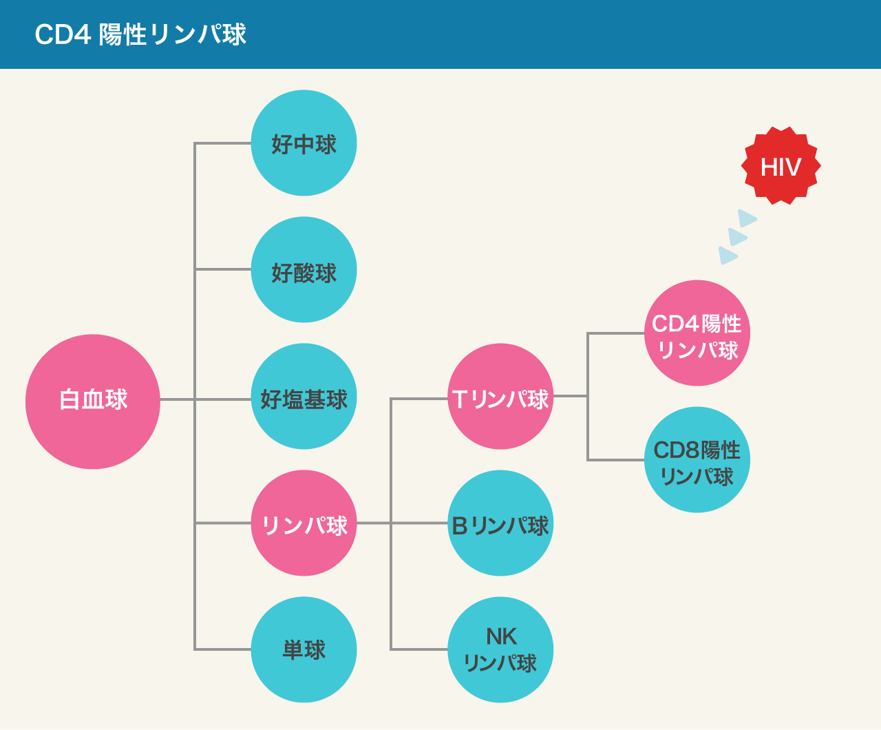 CD4陽性リンパ球